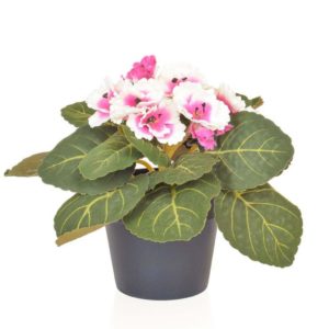 PP Violet White Pink in Pot PI 18cm