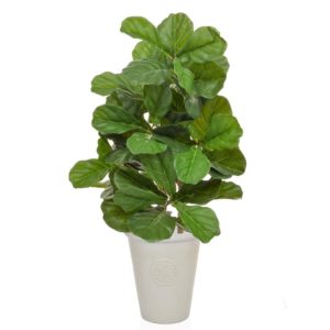 AN-Fiddle Tree Short in Beige Berlin Pot 95cm