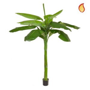 NTT Banana Tree KDP 180cm FR