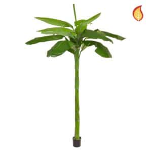 NTT Banana Tree KDP 240cm FR
