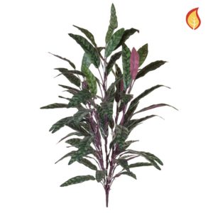 Plants Peacock Bush Red/Green 85cm  SF FR