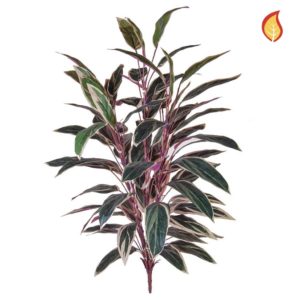 Plants Caladium Bush Green / Pink 85cm SF FR