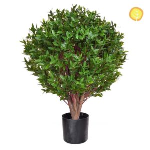 Topiary Privet Tree Purple Potted 80cm SF UV