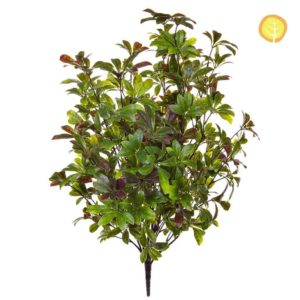 Plants Pawpaw 80cm SF UV