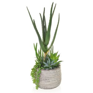 PP Aloe Mixed in Pot YF 42cm