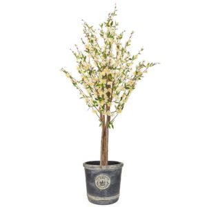 AN-Cherry Blossom White in Logo Pot 160cm