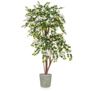 AN-Bougaianvillia White in Mango Pot 190cm