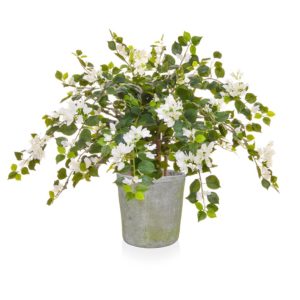 AN-Bougainvillea White in Mango Pot 100cm