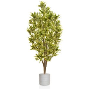 AN-Dracaena Reflexa in Athens Pot 180cm