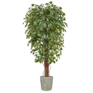 AN-Ficus Liana Green in Mango Pot 190cm