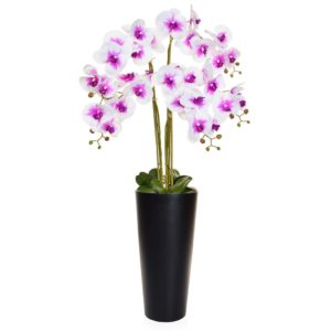 AN-Orchid Phal Wh/Pk in Madrid Pot 130cm