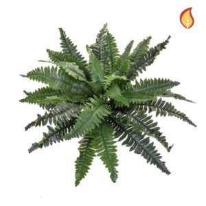 Plants Boston Fern Med PI 35x70cm FR