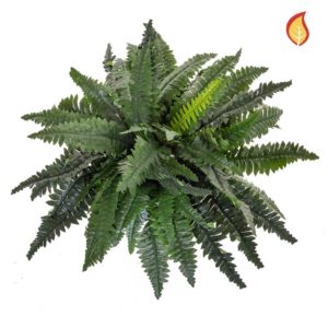 Plants Boston Fern Lrg PI 50x80cm FR