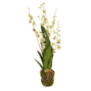 PP Soil Orchid Dancing K Wht 55cm