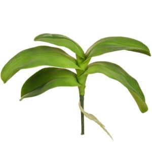 SF Leaf Orchid Phalaenopsis KL 5lvs 29cm