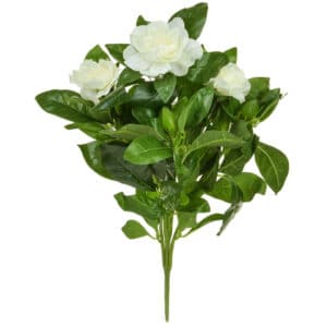 Plants Flowering Gardenia Bush Crm 40cm