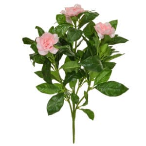 Plants Flowering Gardenia Bush Pk 40cm