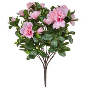 Plants Flowering Azalea Bush Pink 38cm