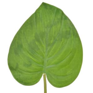 SF Leaf Evergreen Matt NG Lgt Grn 72cm