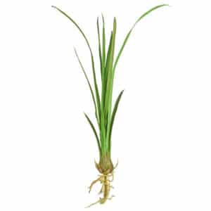 SF Leaf Cymbidium IA Green 95cm