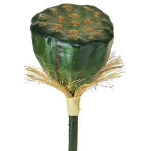 SF Lotus Pod NG Green 60cm
