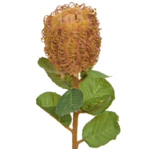 SF Protea NG Red 60cm