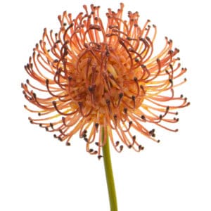 SF Protea Pincushion NG Burgundy 28cm