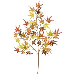 Foliage Maple Japanese L Mini Autumn