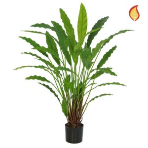 Plants Base Potted Calathea 40lvs 77cm FR
