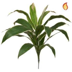 Plants Base Cordyline Grn/Yell 62cm FR