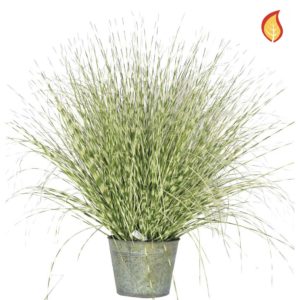 Grass Zebra Grass A in metal pot 50cm FR