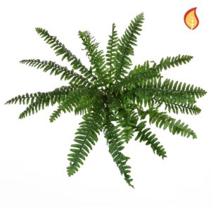 Plants Fern Boston Fern Bush 48cm FR