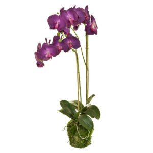 PP Soil Moss Phalaenopsis K Purple 77cm