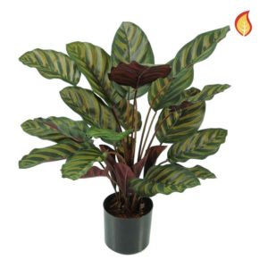 Plants Base Potted Calathea Makoyana 58cm FR