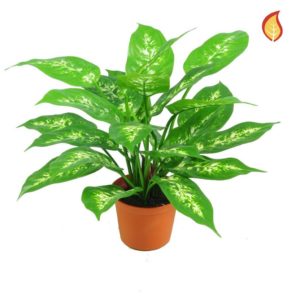 Plants Base Potted Dieffenbachia 37cm FR
