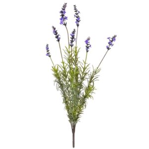 Plants Flowering Lavender Bush GS 56cm