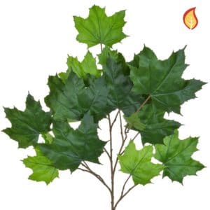 Foliage Maple North American Grn 70cm FR