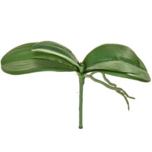 SF Leaf Orchid XJ Phal Small 9cm