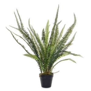 Plants Fern In Pot YF 54cm