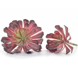 Plants Succulent Red YF 16x12cm