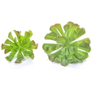 Plants Succulent Green YF 16x12cm