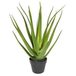 PP Aloe 18 lvs w/pot YF 58cm