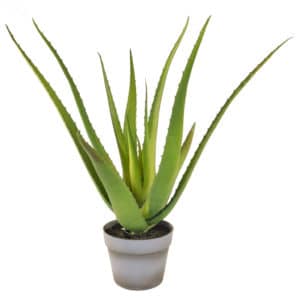 PP Aloe 10 lvs w/pot YF 50cm