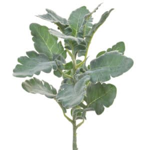 Foliage Gingko Grey Dusty Miller HY 44cm