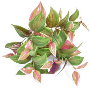 Plants Tradescantia FY 35cm