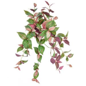 Plants Tradescantia FY 50cm