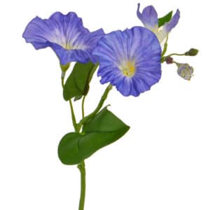 Plants Flowering M/Glory Blue GS 25cm