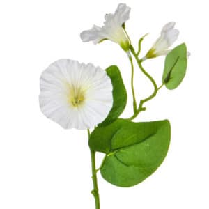 Plants Flowering M/Glory White GS 25cm