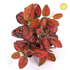 Plants GW Japonica Red 25cm UV