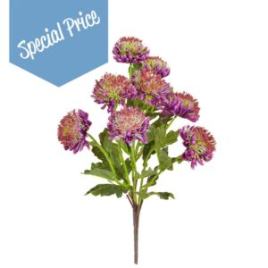 Plants Flowering Chrysanth Purp GB 43cm